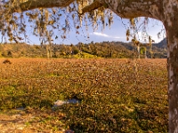 Tenango de las Flores